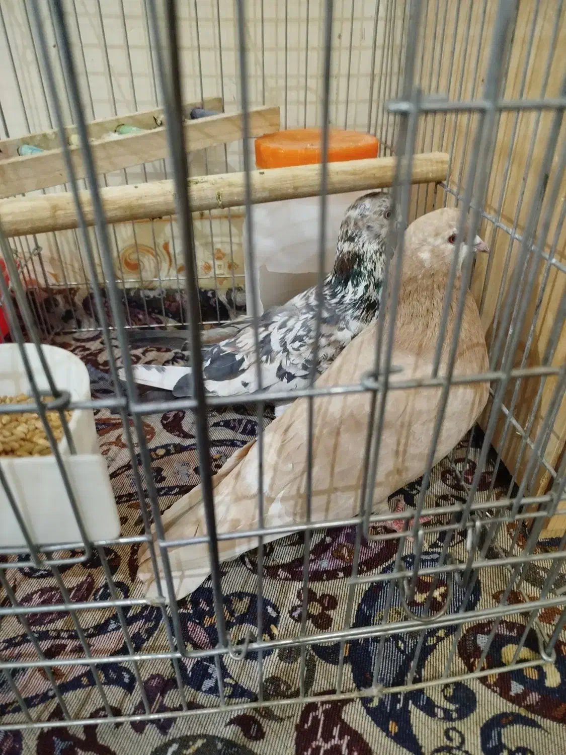 کفتر جفت|پرنده|ری, شهادت|دیوار