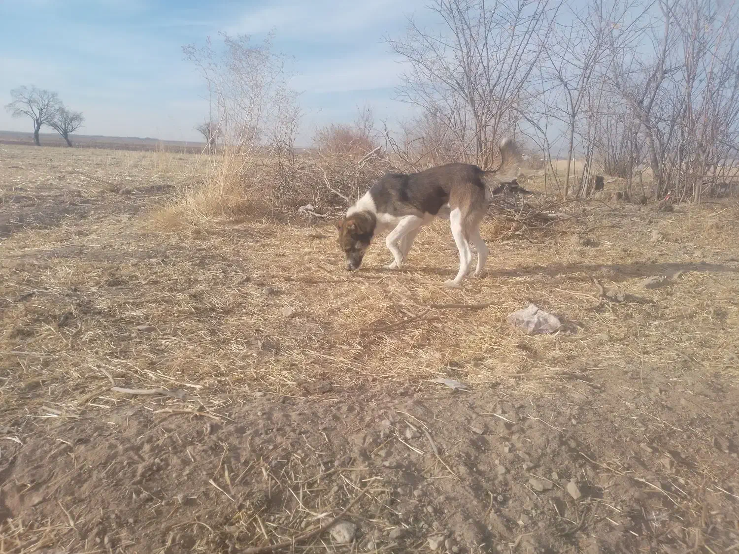 واگذاری سگ خراسانی|سگ|آبکوه, |دیوار