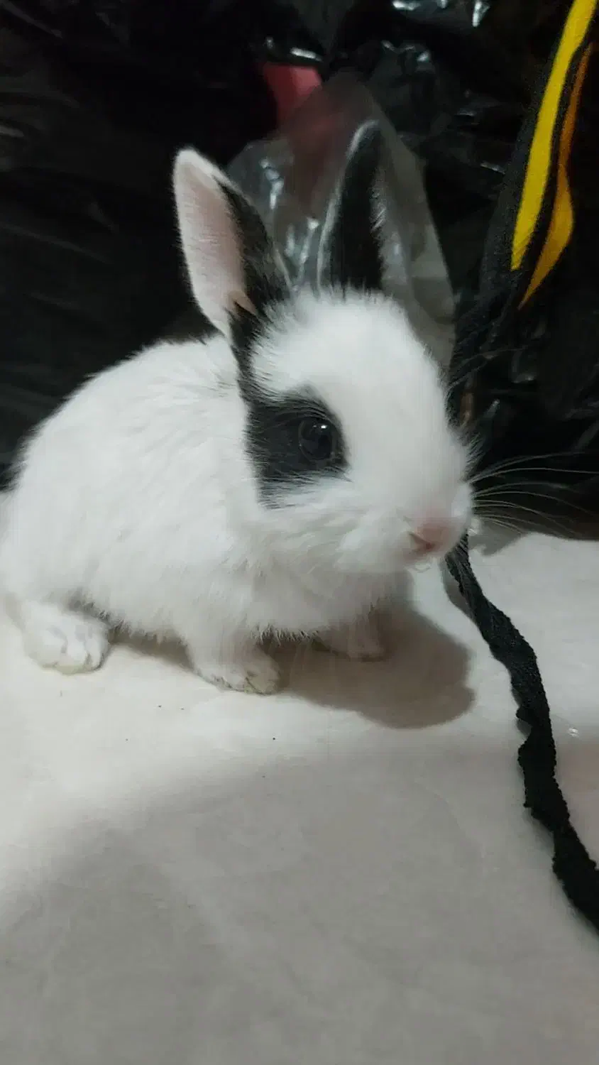 خرگوش کوچولو باهوش|موش و خرگوش|تربتحیدریه, کلاته توکلی|دیوار