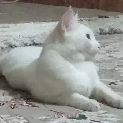 گربه|گربه|مشهد, طبرسی شمالی|دیوار