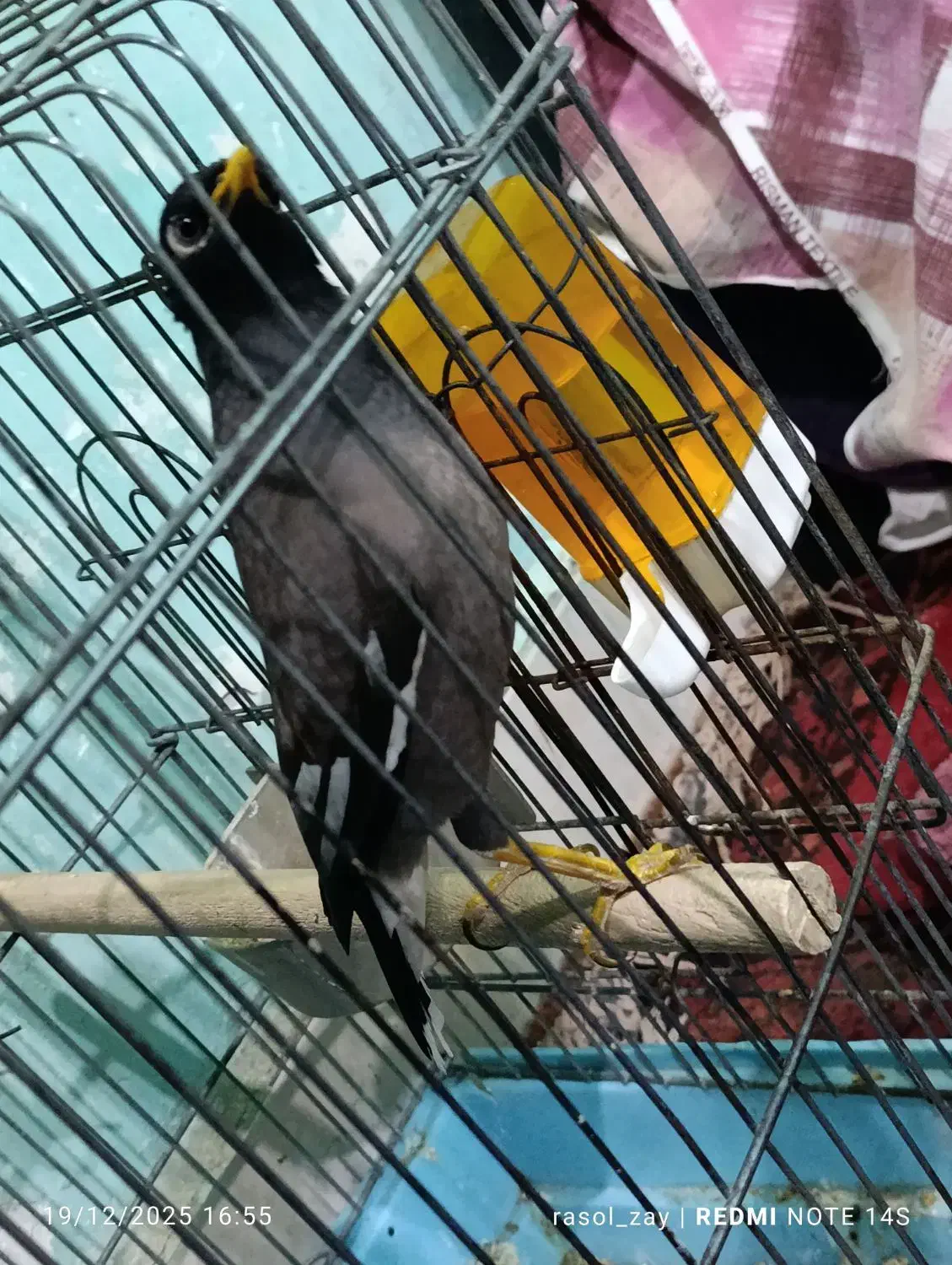 مرغ مینا|پرنده|طبس, |دیوار