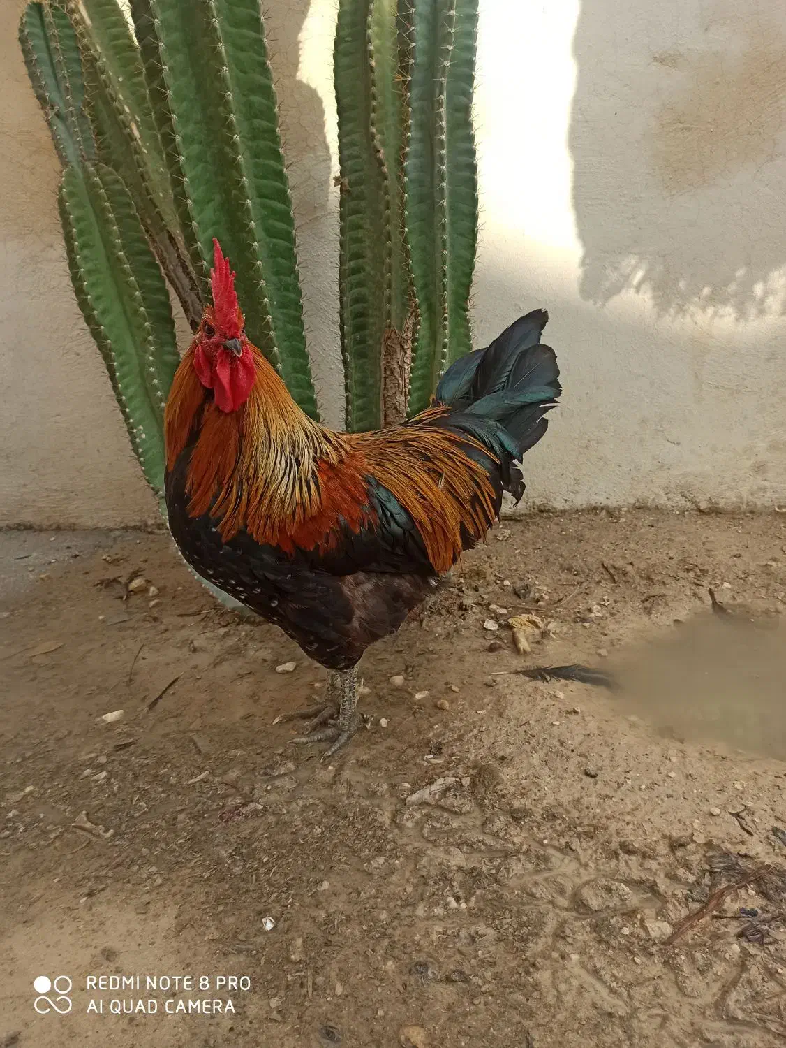 خروس|حیوانات مزرعه|بندر کنگان, |دیوار