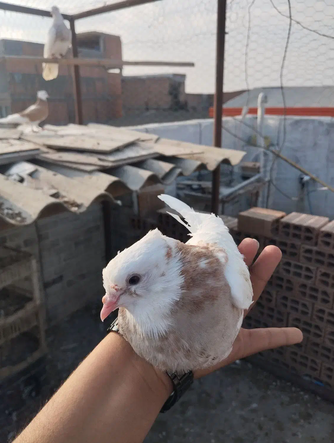 کبوتر طوقی|پرنده|دلند, |دیوار