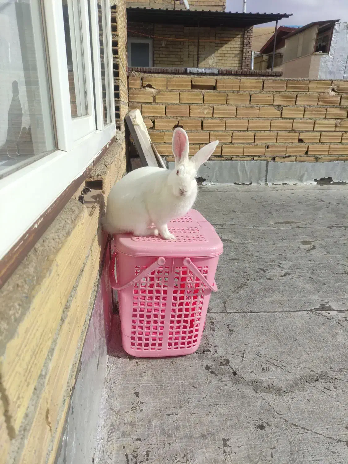 خرگوش خانگی|موش و خرگوش|مهاباد (آذربایجان غربی), |دیوار