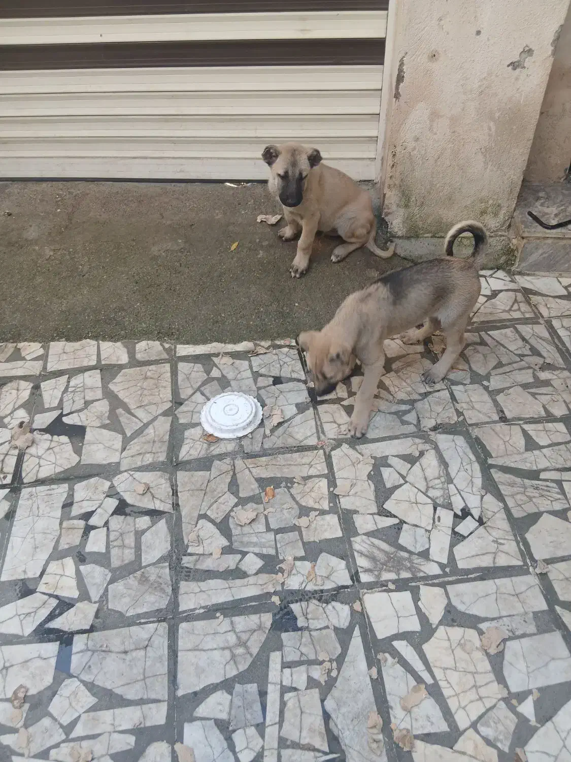 سگ سراب نر و ماده|سگ|رشت, فرزانه|دیوار