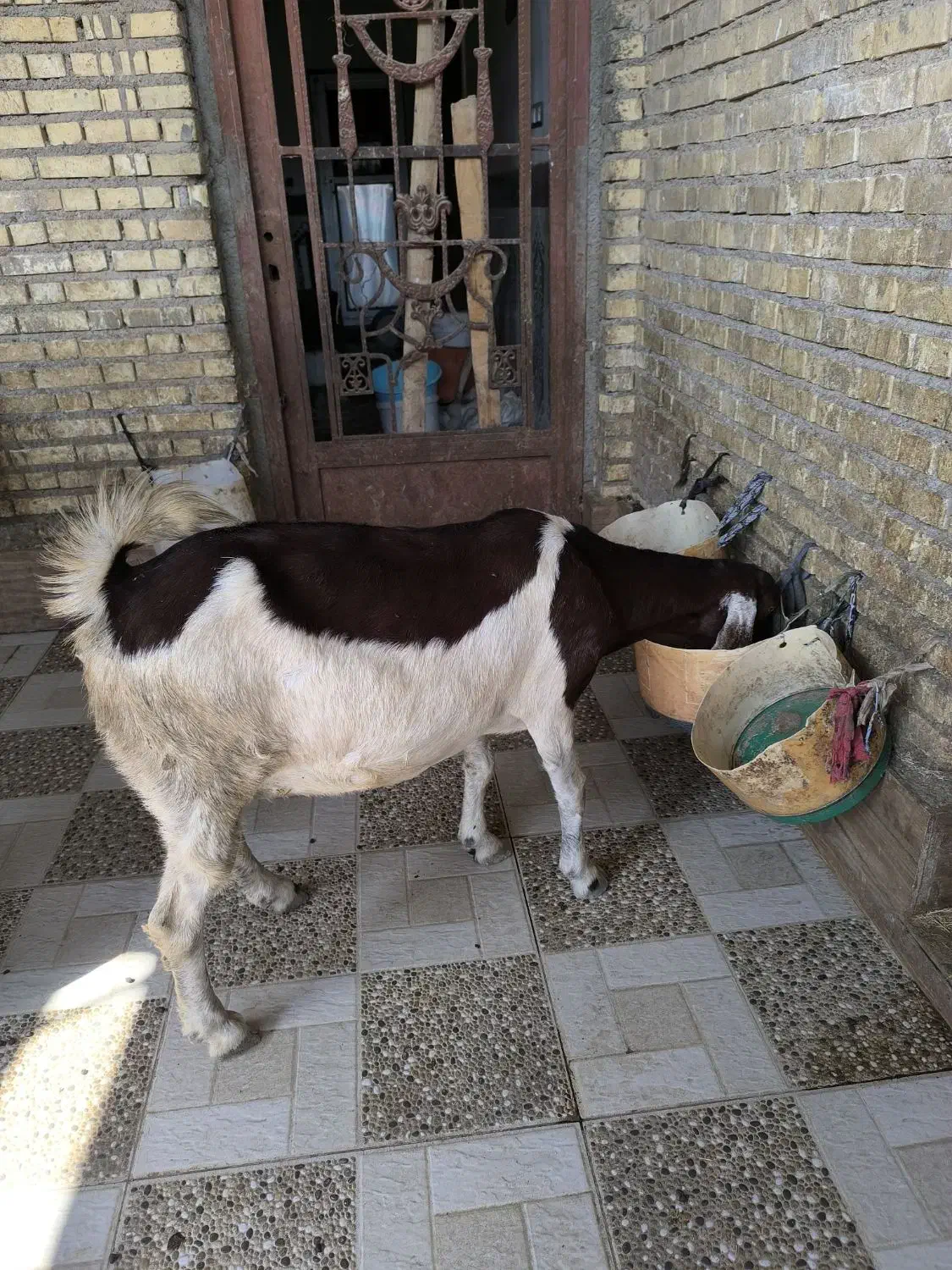 بزماده|حیوانات مزرعه|خرمشهر, |دیوار