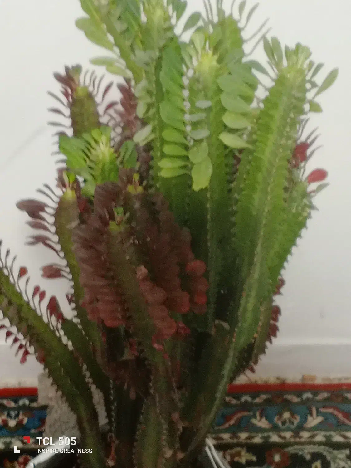 فروشگاه گل|گل و گیاه طبیعی|لوشان, |دیوار