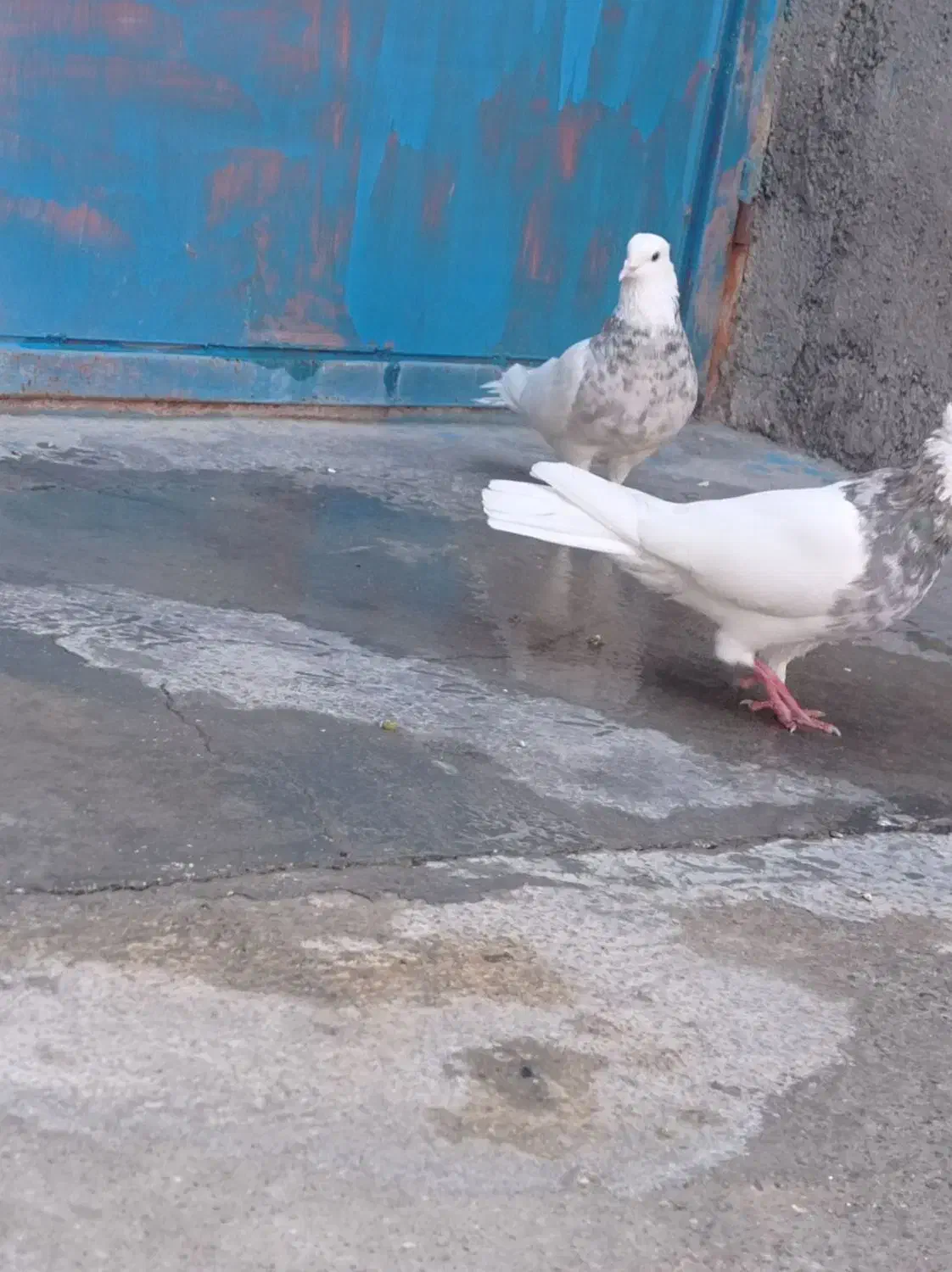 کبوتر|پرنده|سرپل ذهاب, |دیوار