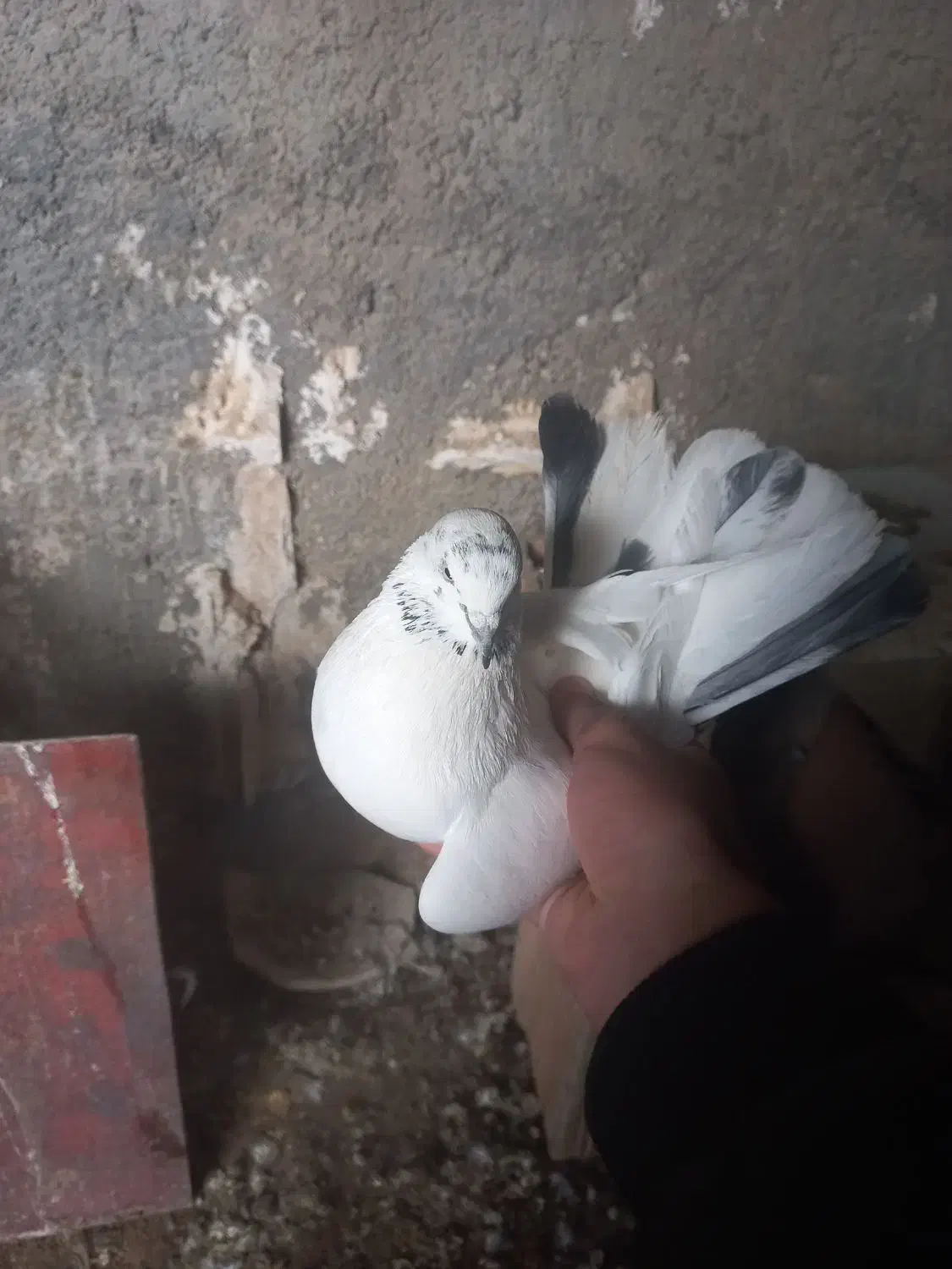 کبوتر|پرنده|چرداول, |دیوار