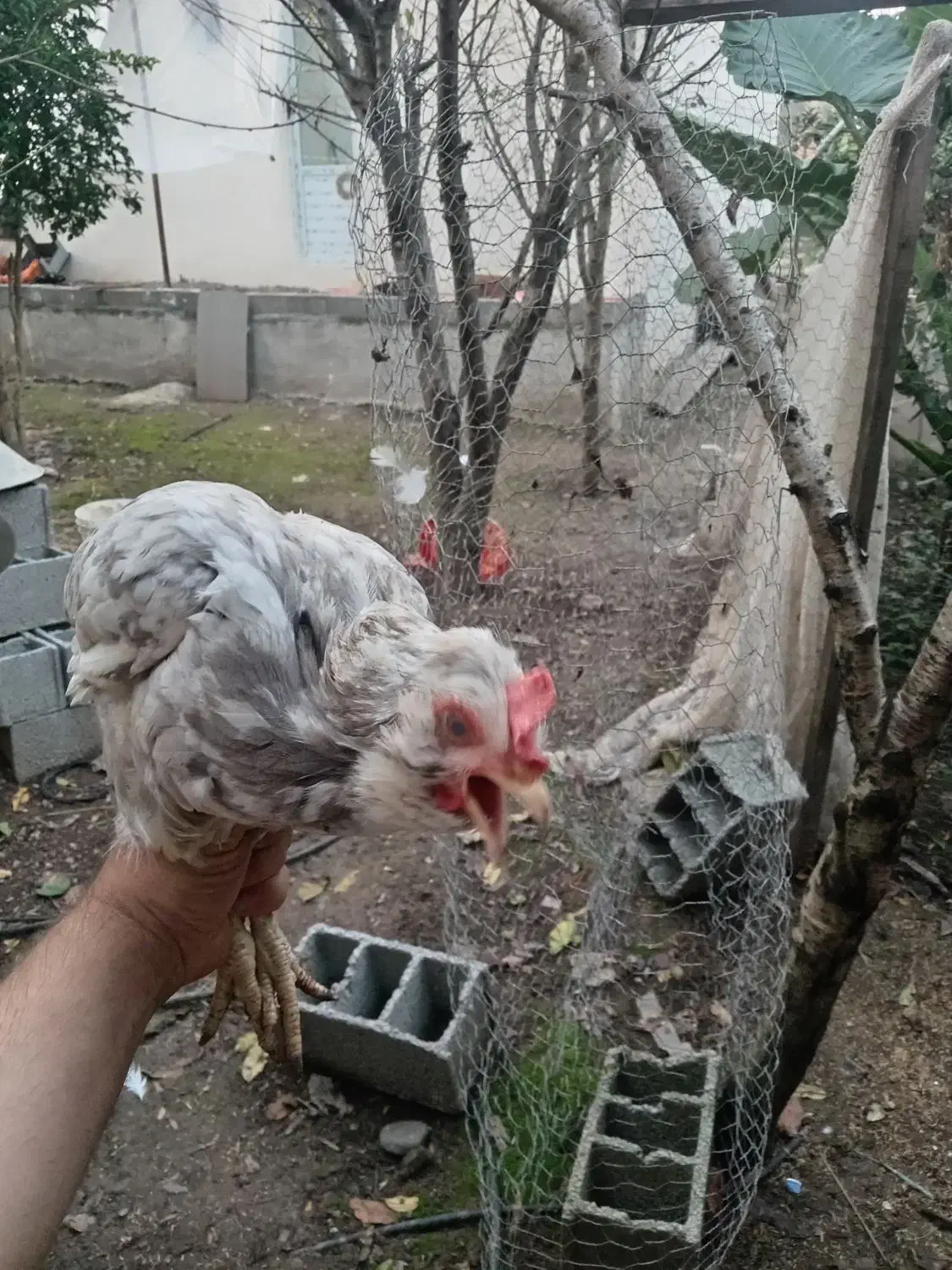 مرغ گلین|حیوانات مزرعه|رشت, بیجارپس|دیوار