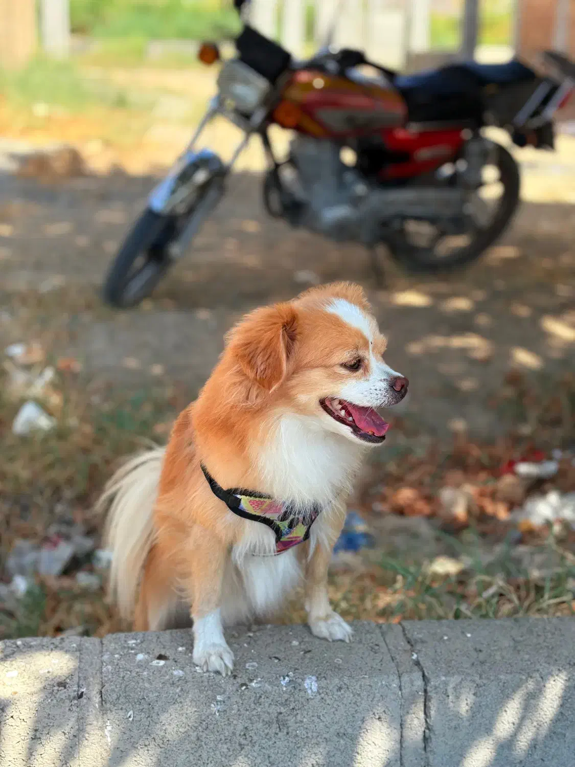 سگ پامرانین|سگ|قره ضیاالدین, |دیوار