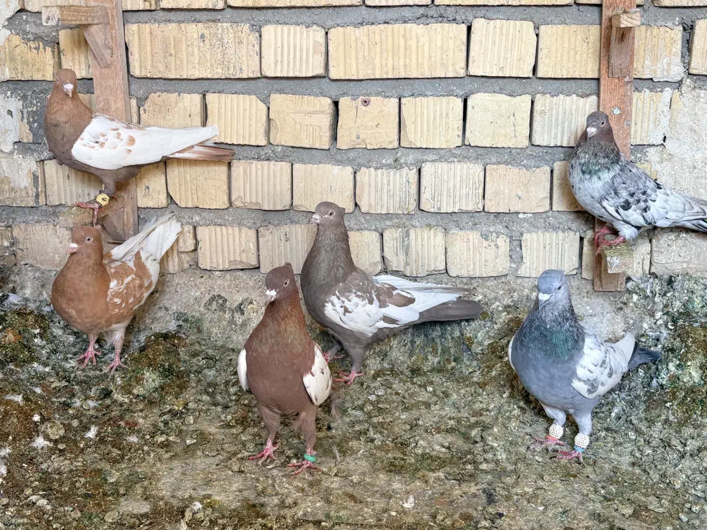 بهبونی پرشی|پرنده|شیراز, فرودگاه شهید دستغیب شیراز|دیوار