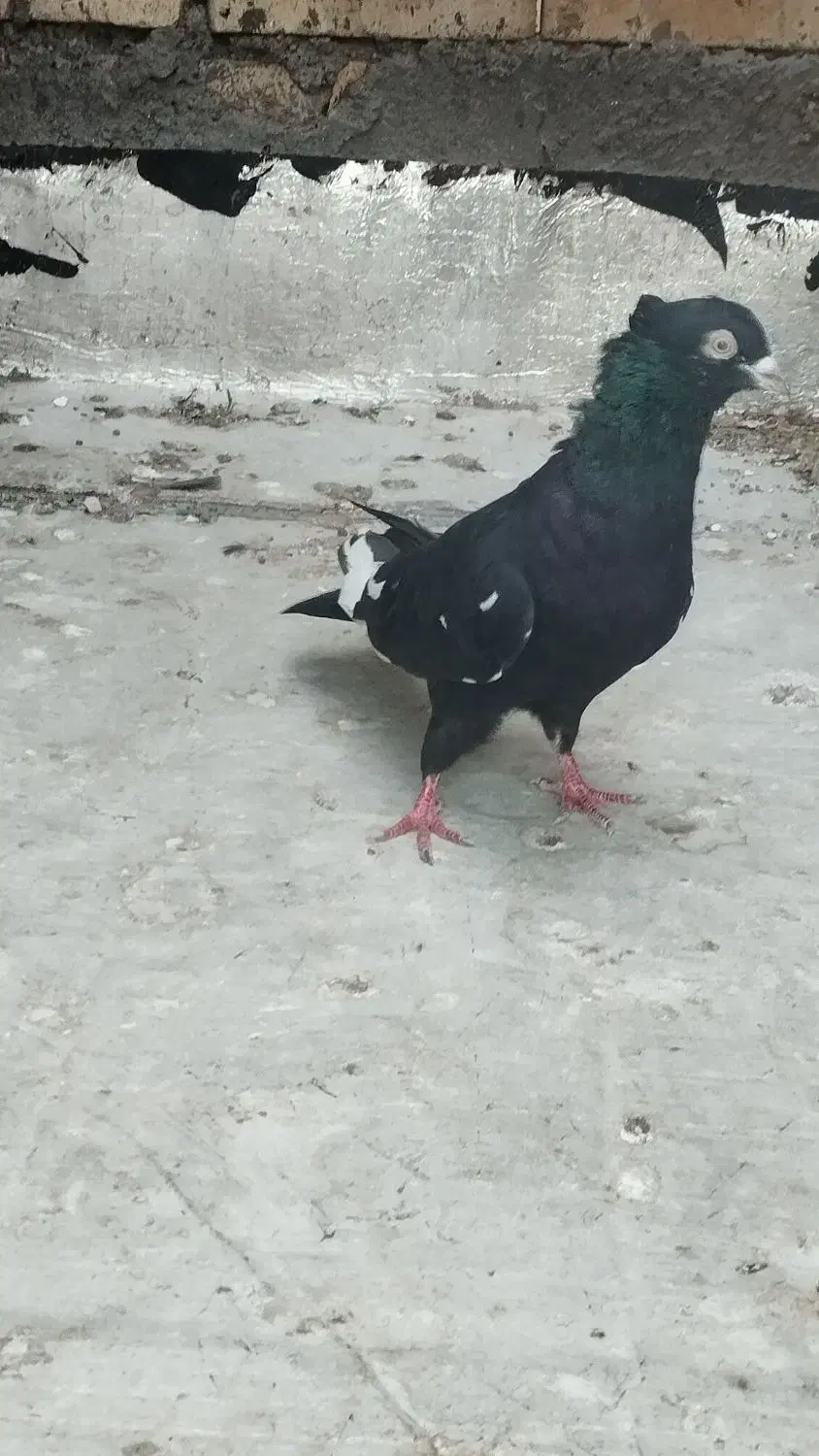 کبوتررنگی|حیوانات|اهواز, ملاشیه|دیوار