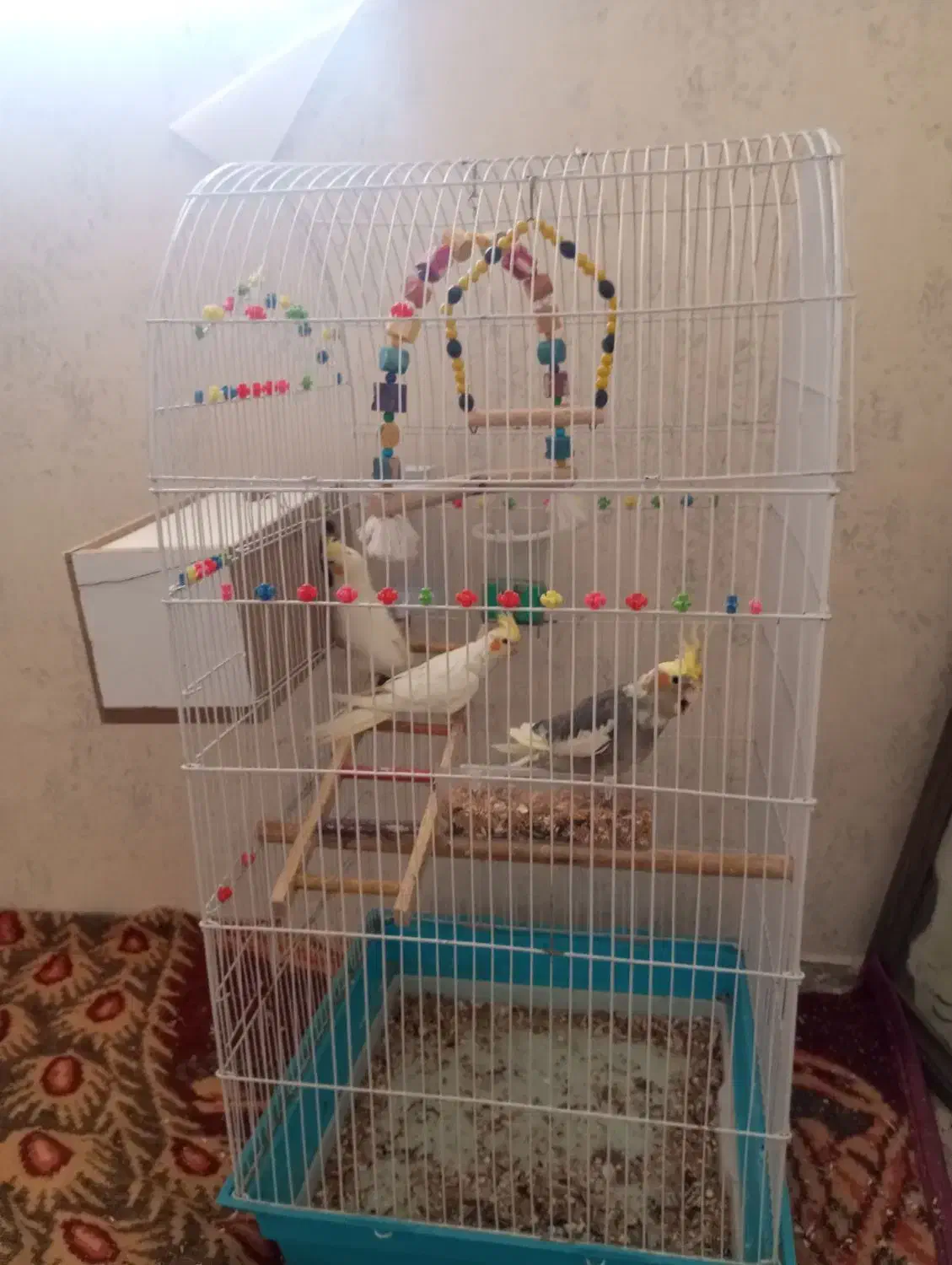 عروس هلندی|پرنده|خرمآباد, |دیوار