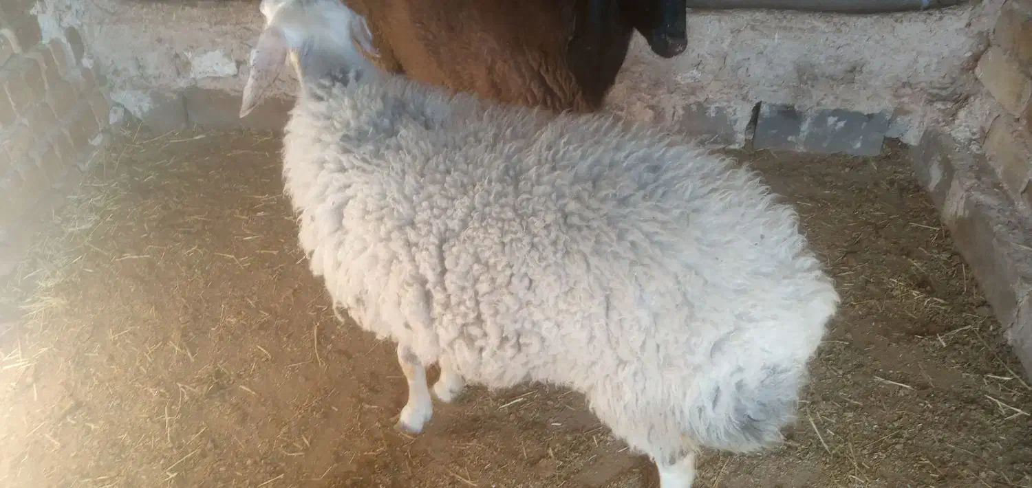 فروش یک راس بره نر و یک راس ماده|حیوانات مزرعه|رامند, |دیوار