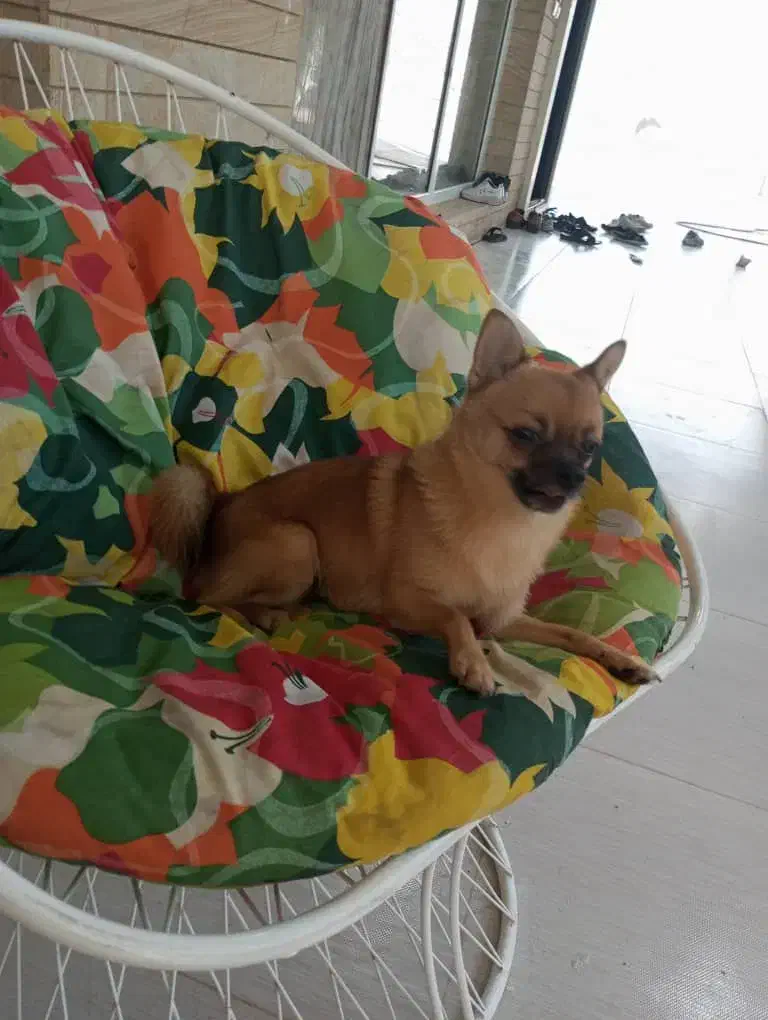 سگ شی واوا عروسکی|سگ|رشت, بلوار گیلان|دیوار