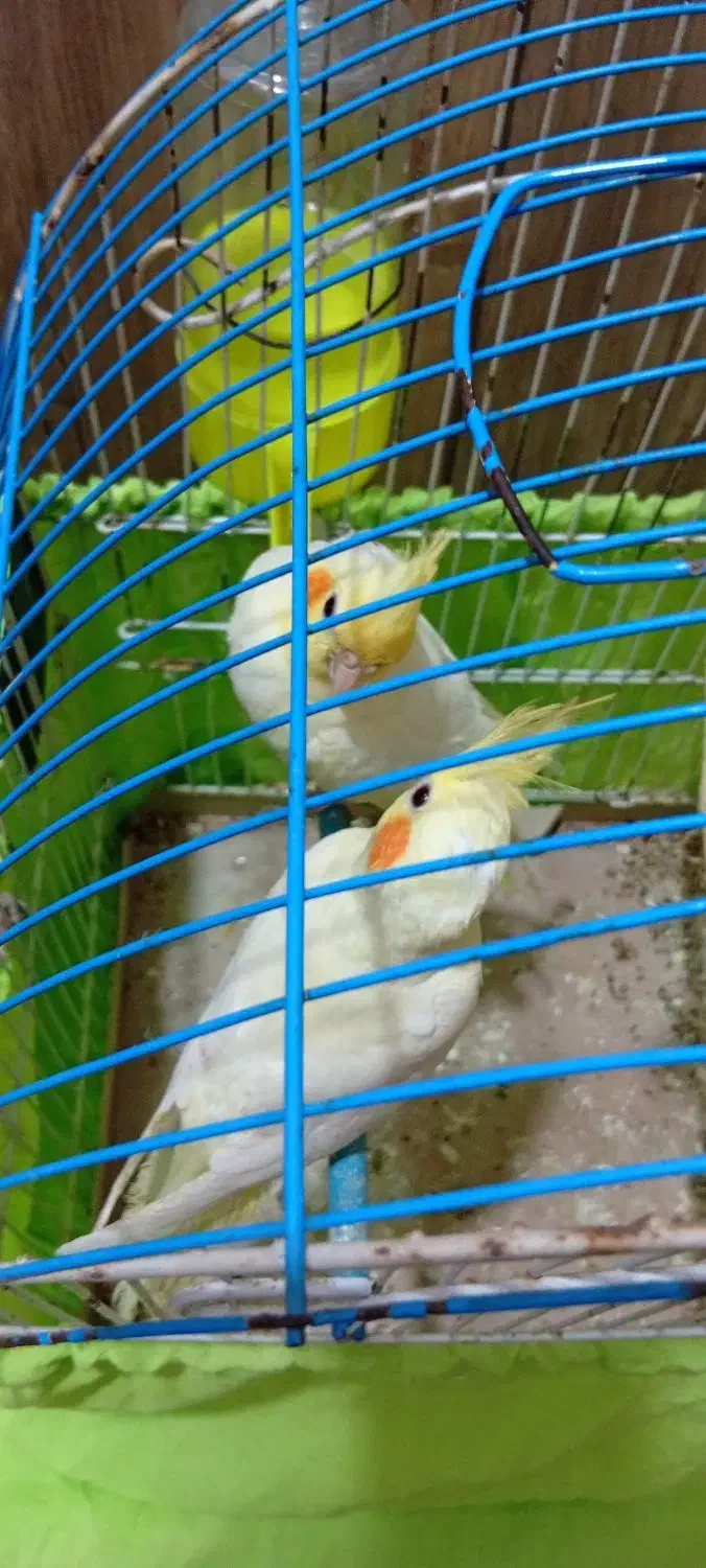 عروس هلندی|پرنده|مسجد سلیمان, |دیوار