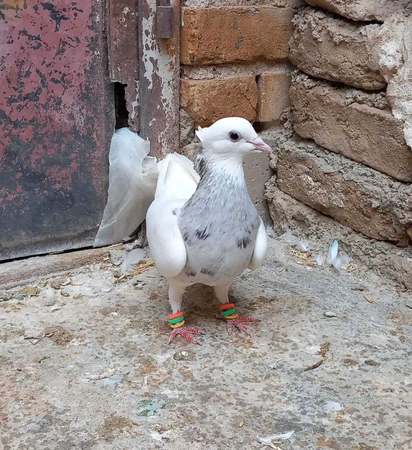 طوقی بید مشکی|پرنده|سنقر, |دیوار