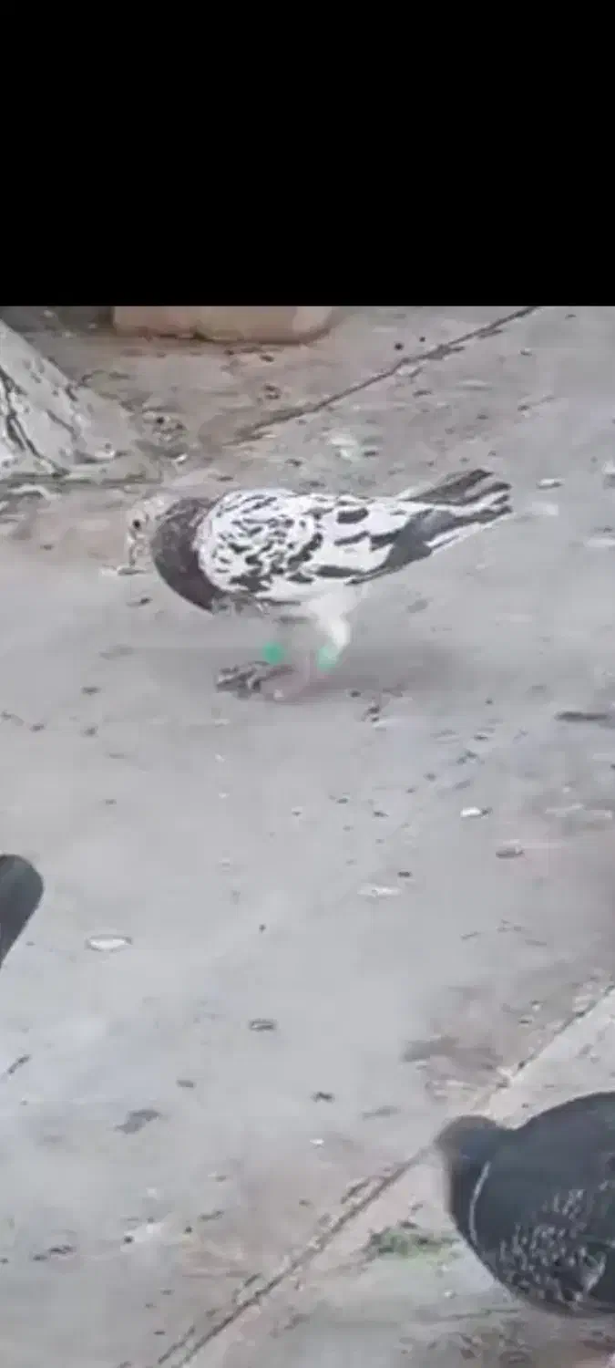 سرور|پرنده|شیراز, کفترک|دیوار