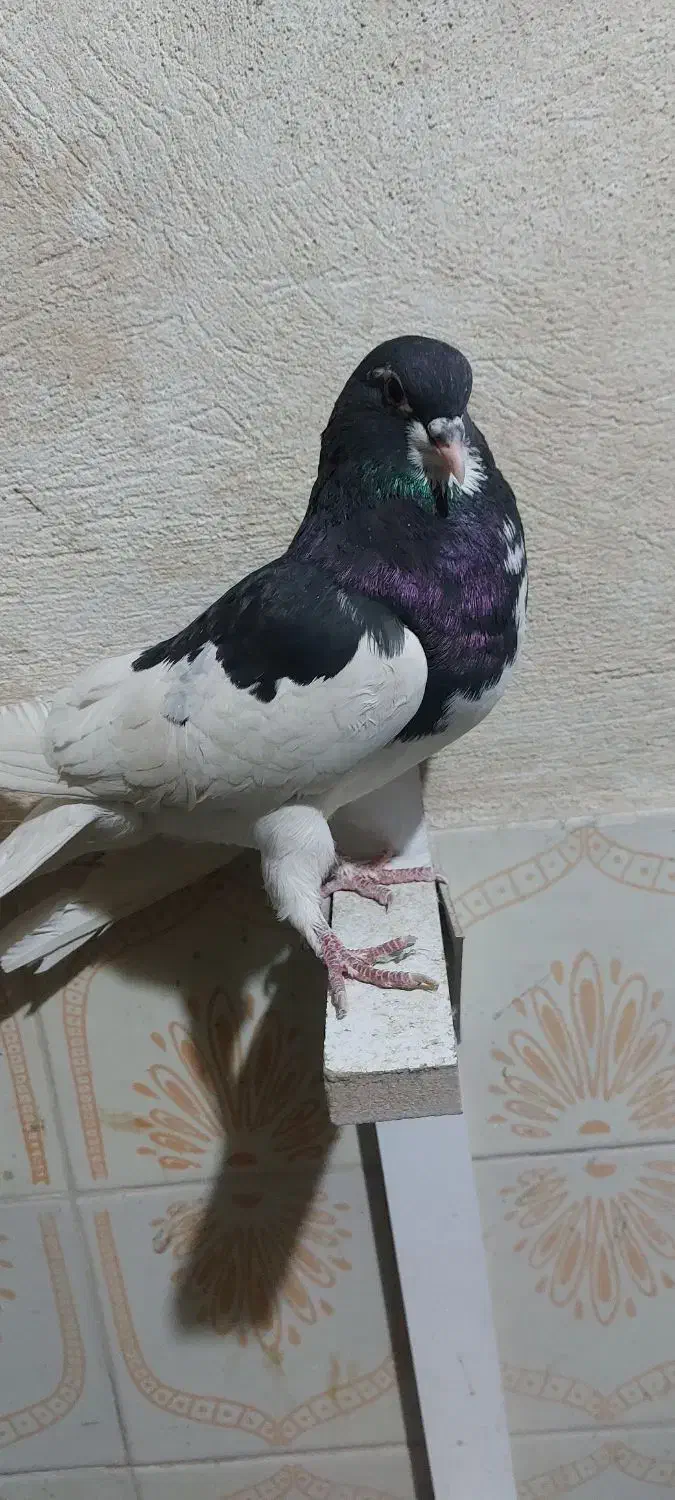 کفتر یال سیاه نر|پرنده|طسوج, |دیوار