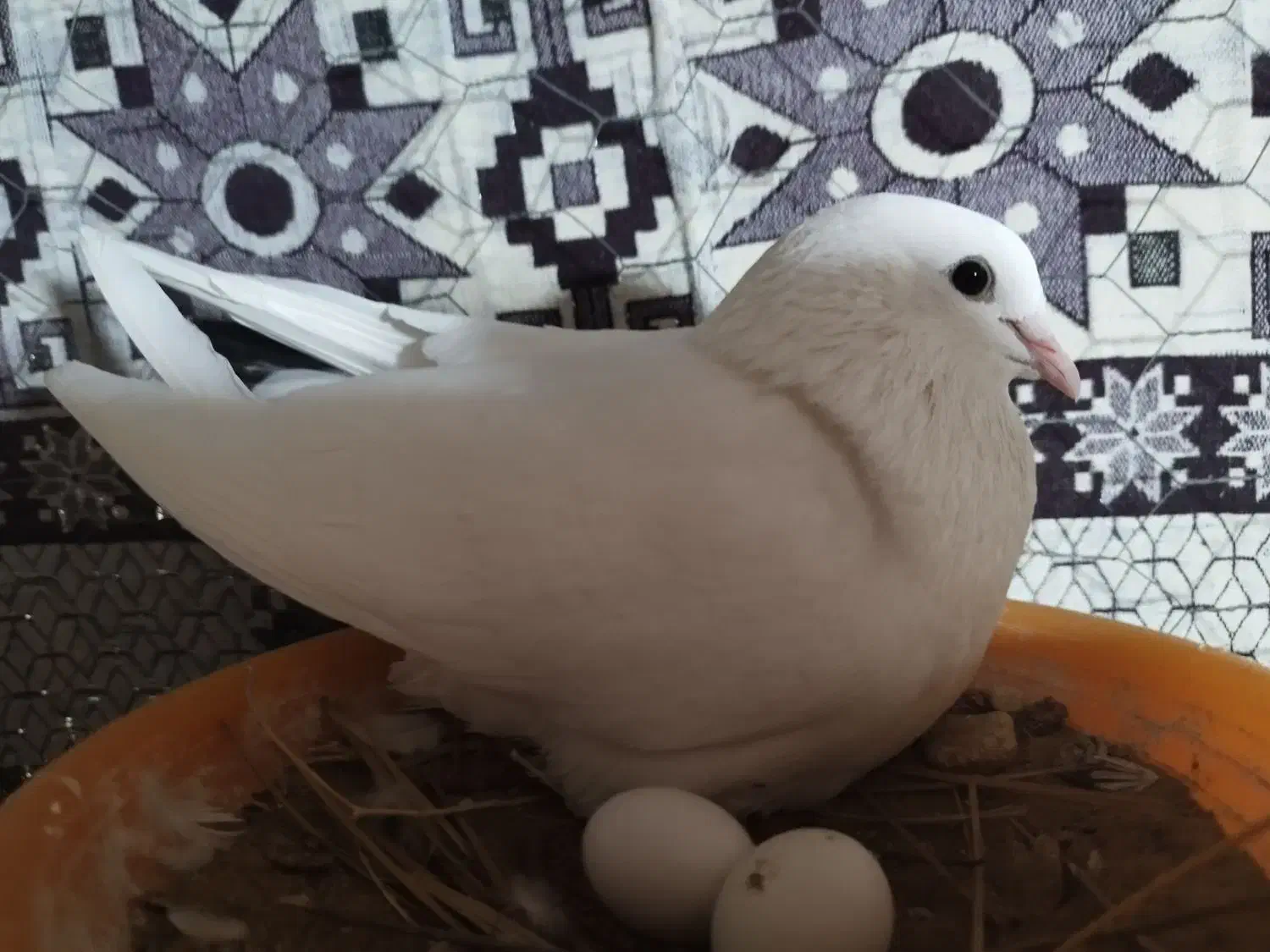 کبوتر هندی|پرنده|بوشهر, |دیوار