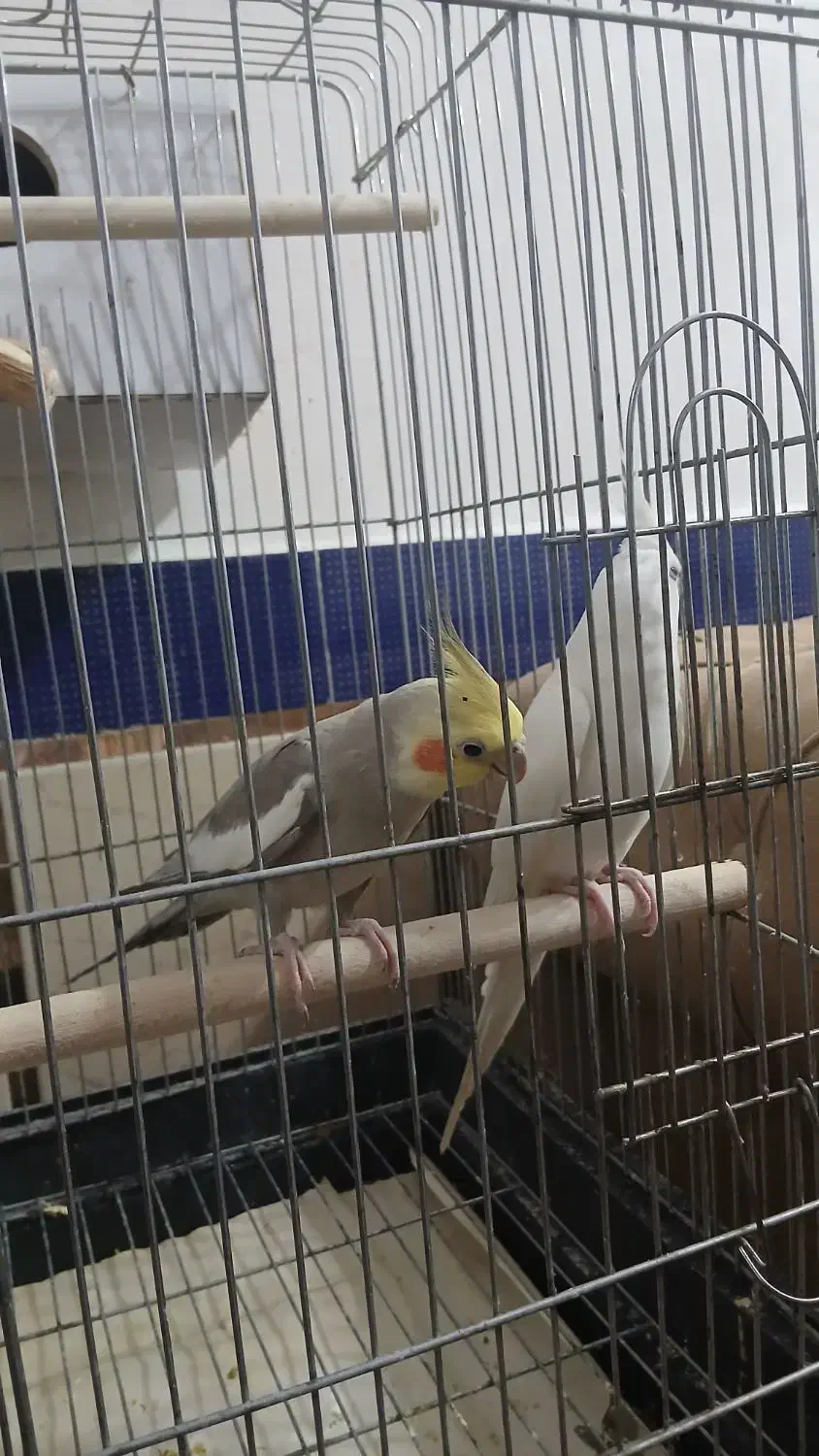 عروس هلندی مولد تضمینی|پرنده|پارس‌آباد, |دیوار