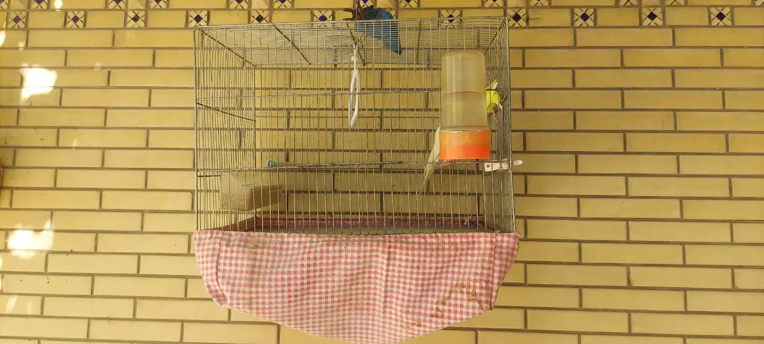 قفس پرنده|لوازم جانبی حیوانات|شیراز, گلشن|دیوار