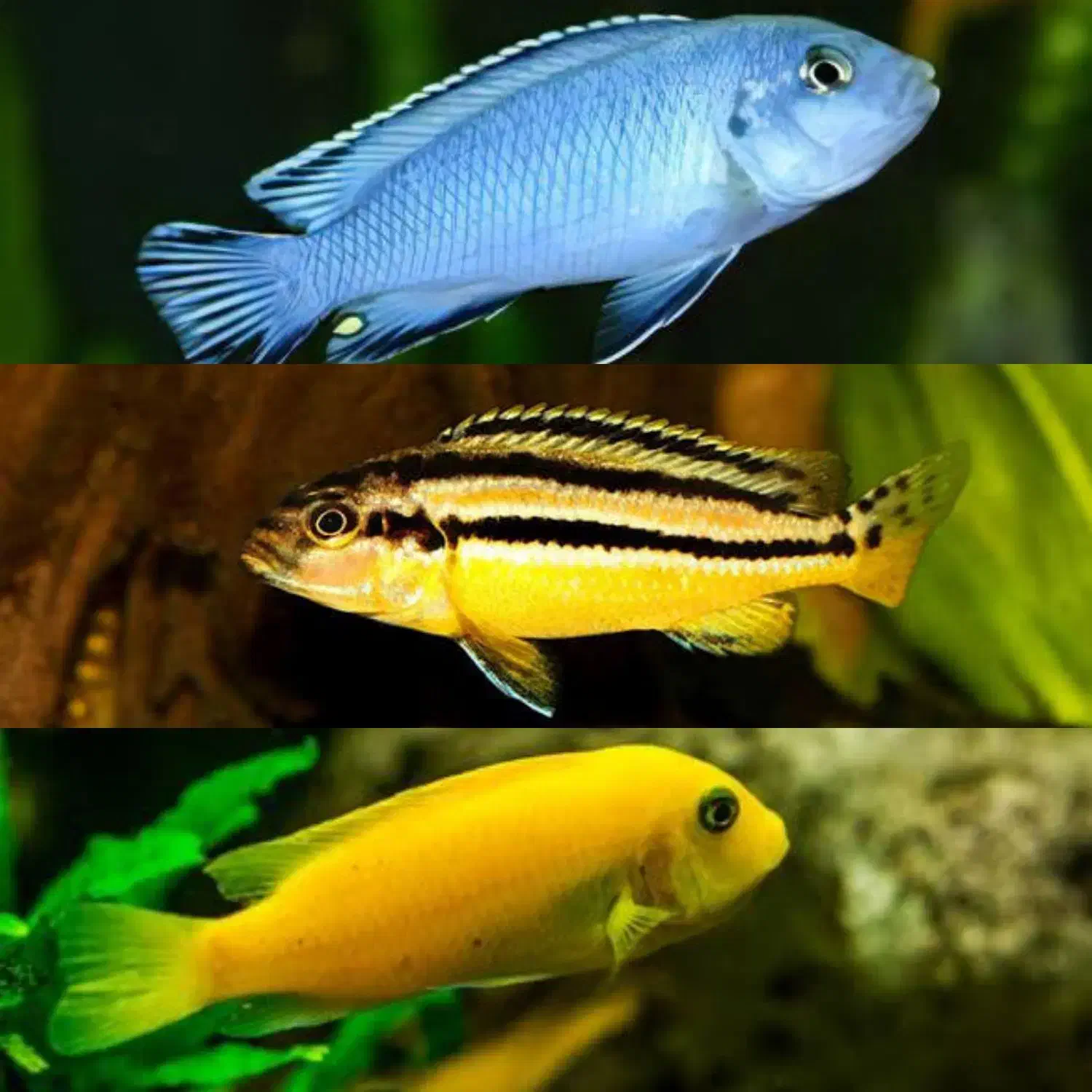 ماکرو زرد وآبی و اوراتوس|ماهی|قم, هنرستان|دیوار