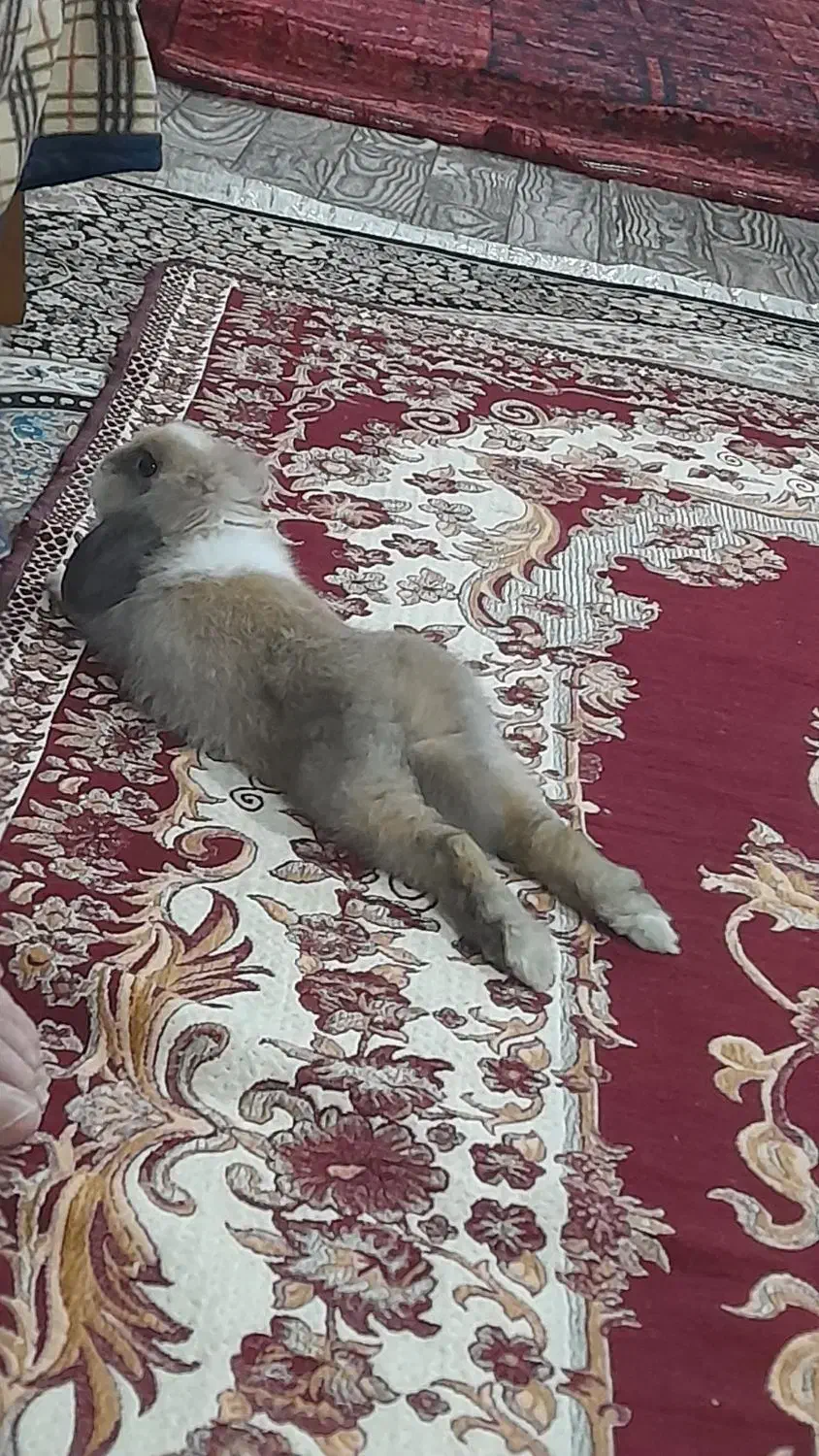 خرگوش لپ اروم دستی|موش و خرگوش|لنگرود, |دیوار