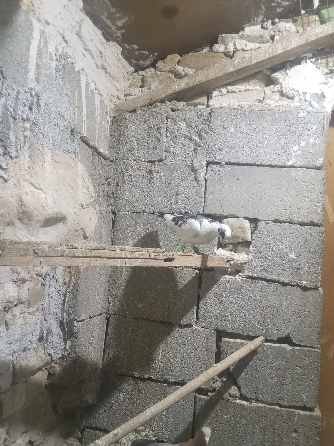 کفتر پلنگ|پرنده|تربتحیدریه, پائین ولایت|دیوار