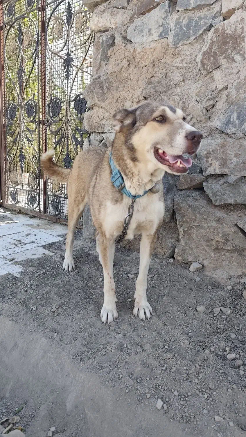سگ ماده سرابی|سگ|قم, شاه ابراهیم|دیوار