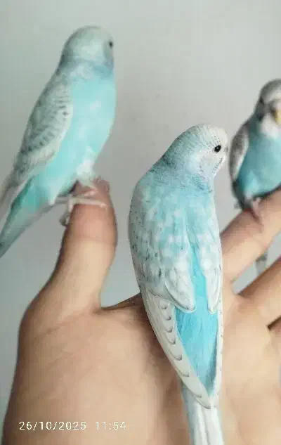 مرغ عشق گم شده|حیوانات|اسلام‌شهر, مطهری|دیوار