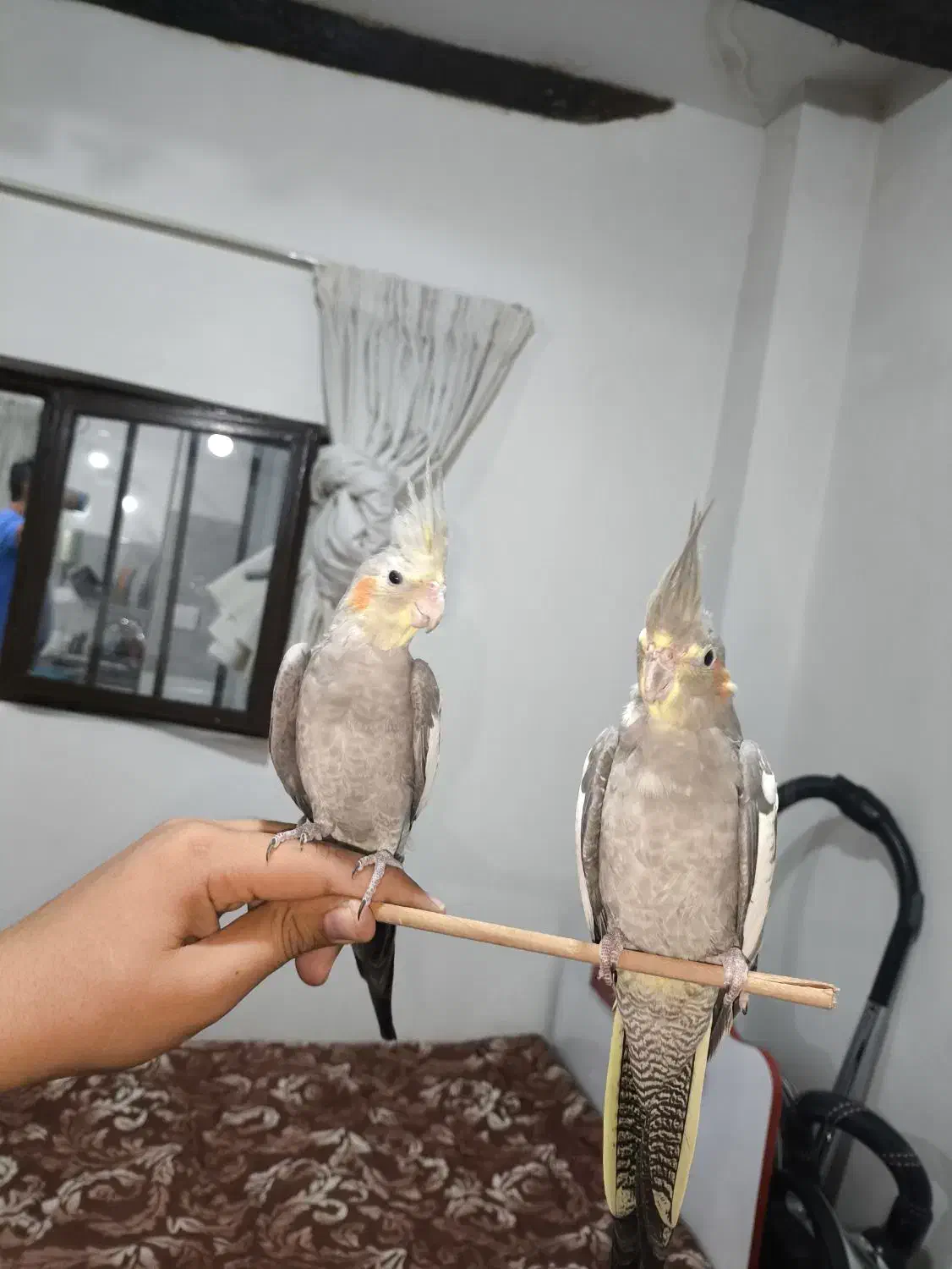 عروس هلندی|پرنده|گالیکش, |دیوار