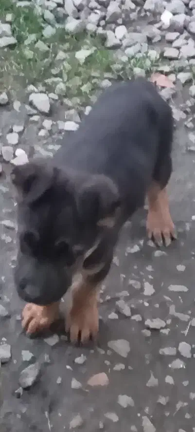 سگ ژرمن|سگ|رودسر, |دیوار