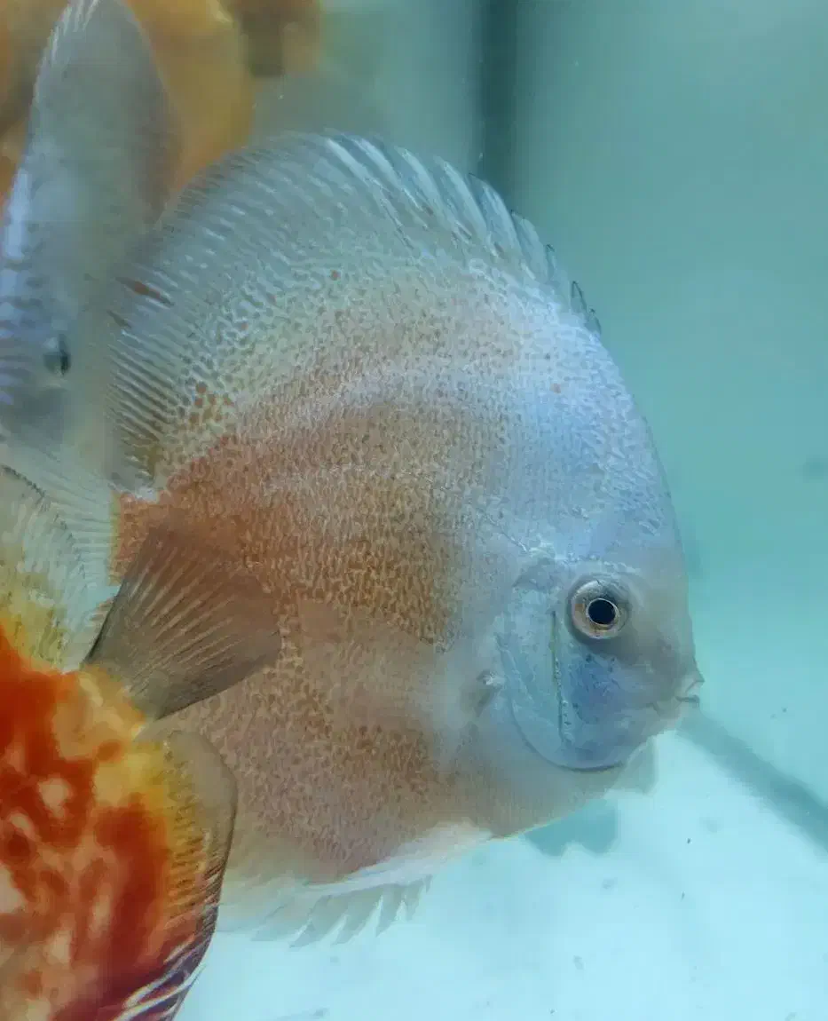 جفت دیسکس ۶ اینچ نژاد خاص هچ بالا بچه دوست|ماهی|تهران, استاد معین|دیوار