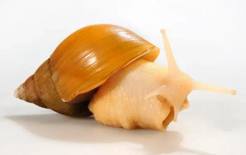 فروش حلزون سوپر مولد|خزنده|زرقان, |دیوار