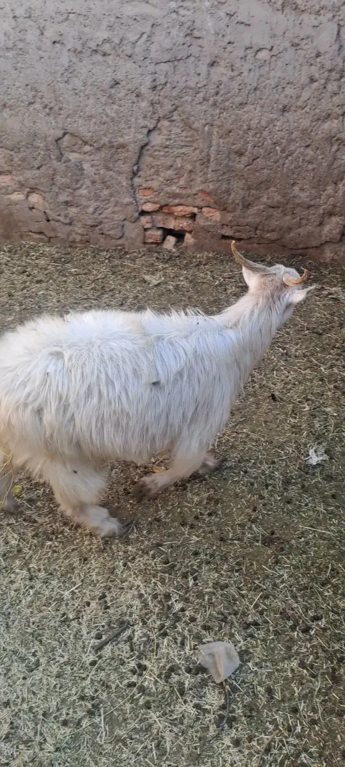 بز اوستن|حیوانات مزرعه|کرمان, |دیوار