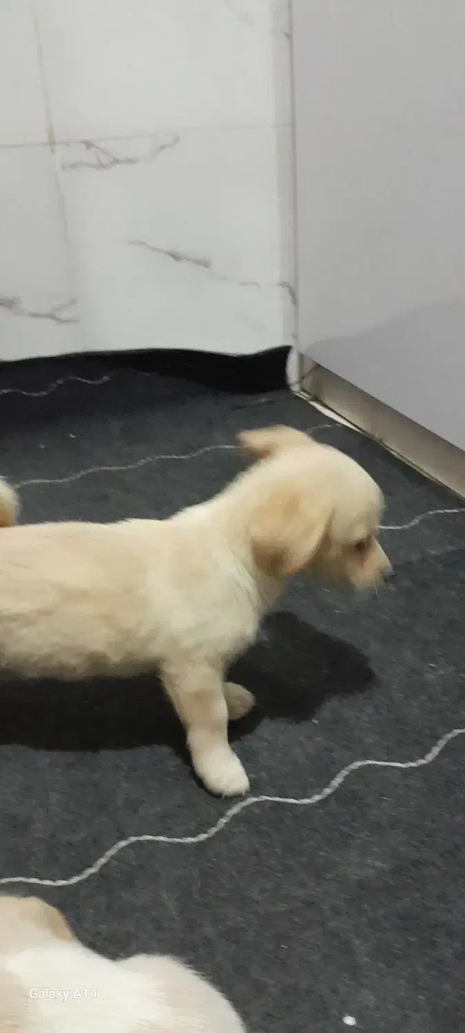 واگذاری سگ پامر اشپیتز|سگ|اهواز, کمپلو جنوبی|دیوار