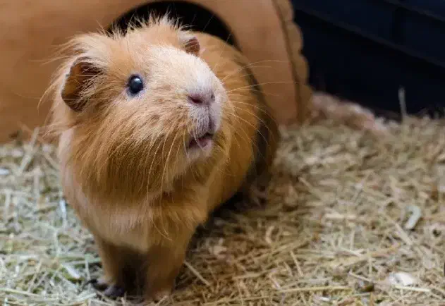 خوکچه هندی دوساله ،ماده، زیبا وسرحال|موش و خرگوش|اصفهان, برازنده|دیوار