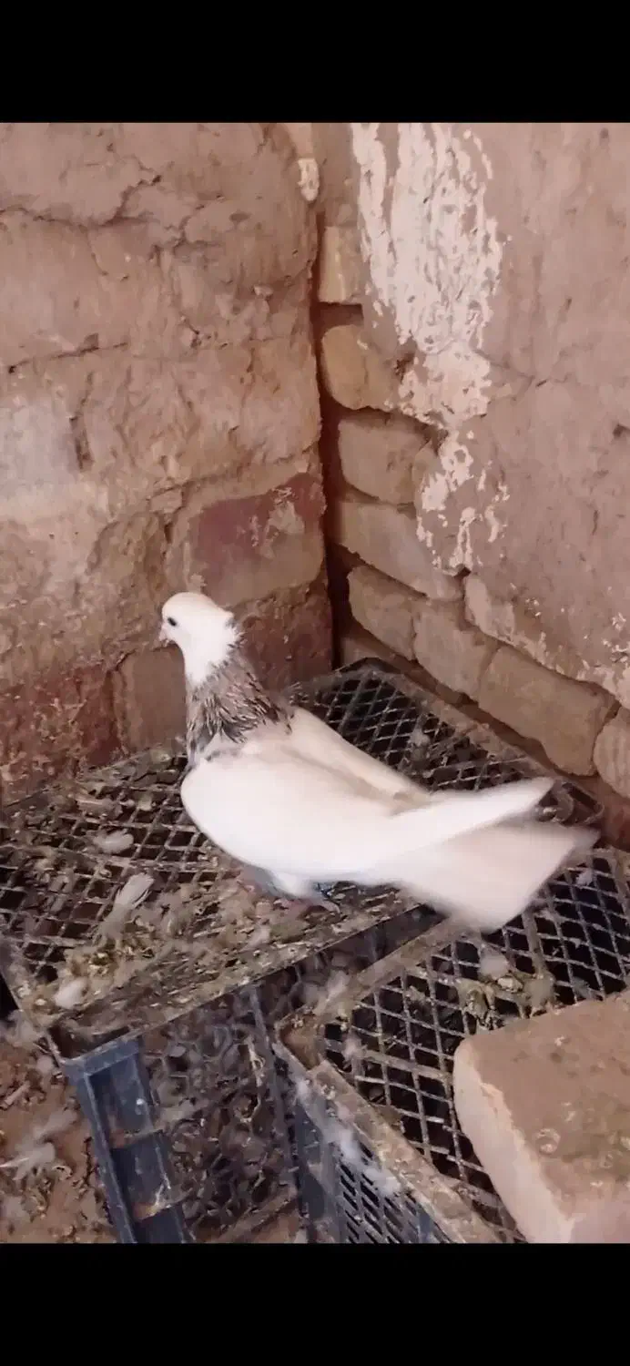 طوقی اشرافی ذات درست خوشگل خوشتیپ خوش قواره 00|پرنده|تربت جام, میان جام|دیوار