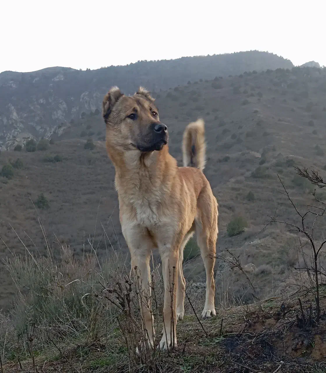 سگ گله ای|سگ|منجوان, |دیوار