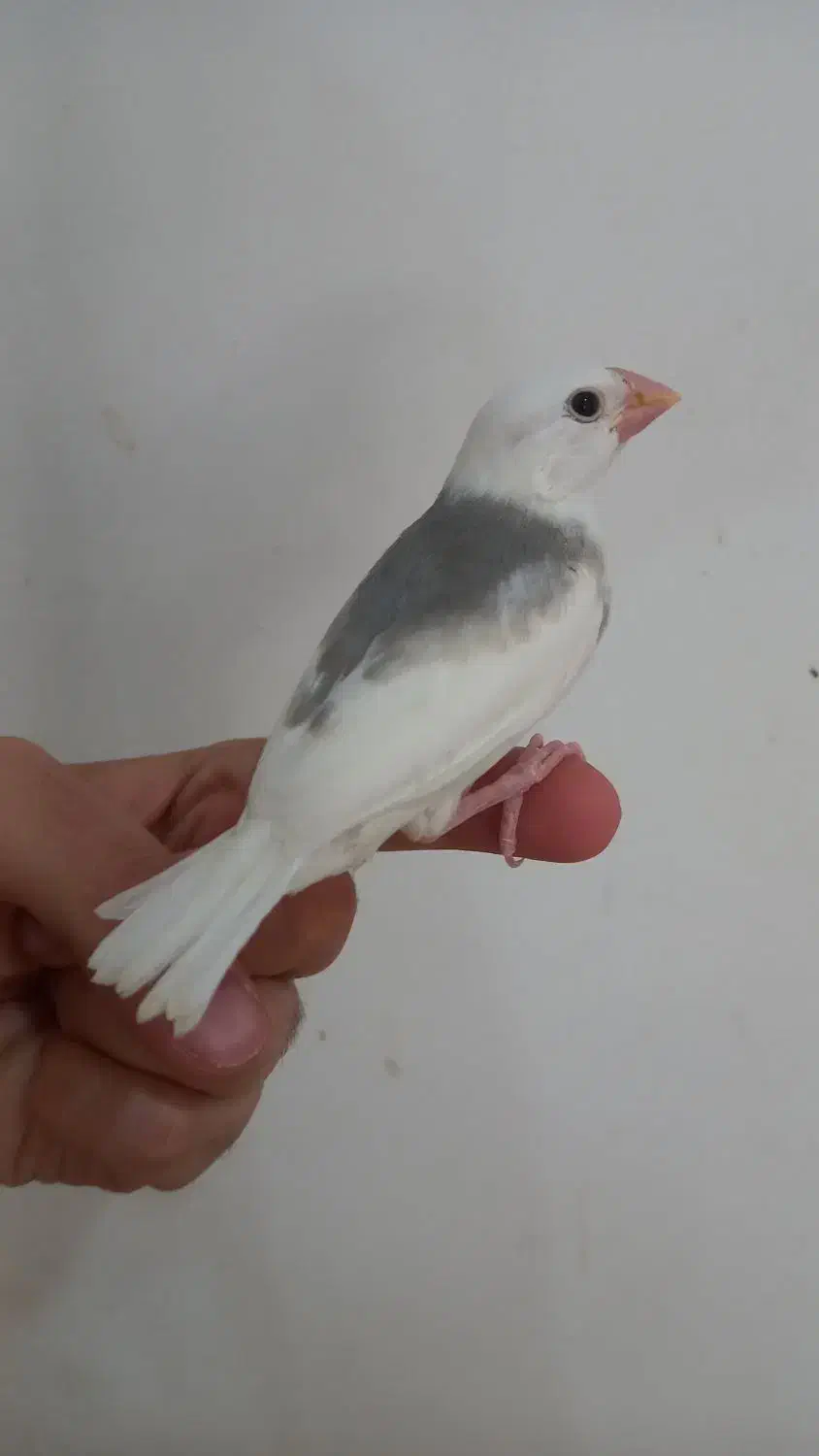 فنچ نرگسی  .|پرنده|سمنان, |دیوار