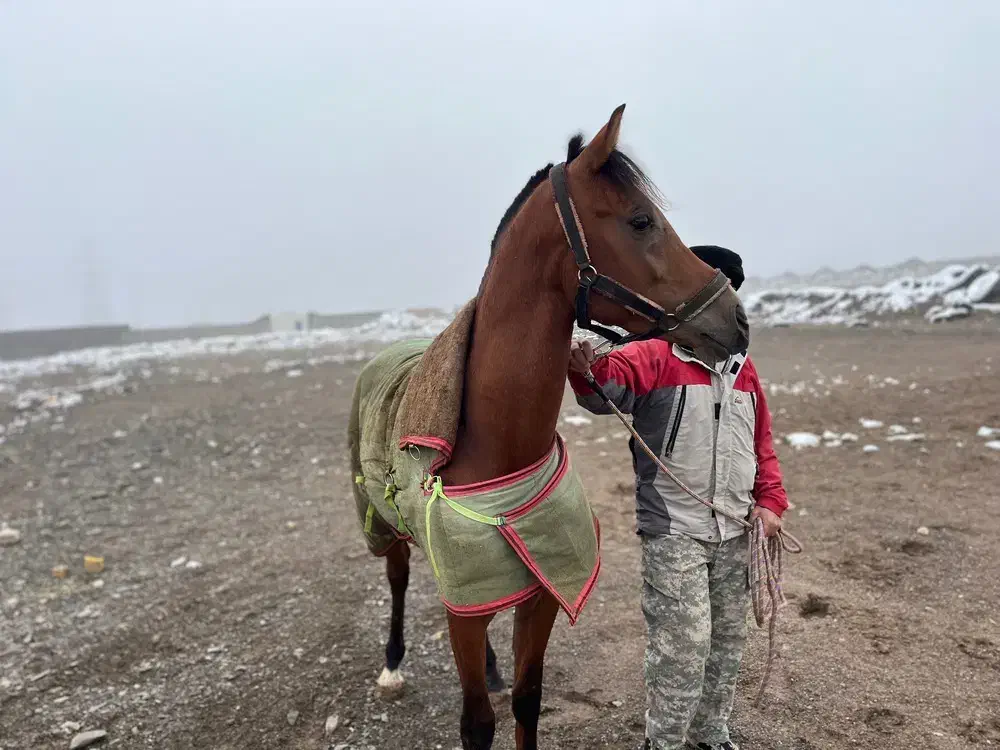 اسب عرب کورسی|اسب و تجهیزات اسب‌سواری|شاندیز, |دیوار