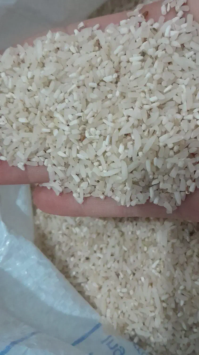 لاشه برنج فجر|خوردنی و آشامیدنی|اصفهان, دانشگاه اصفهان|دیوار