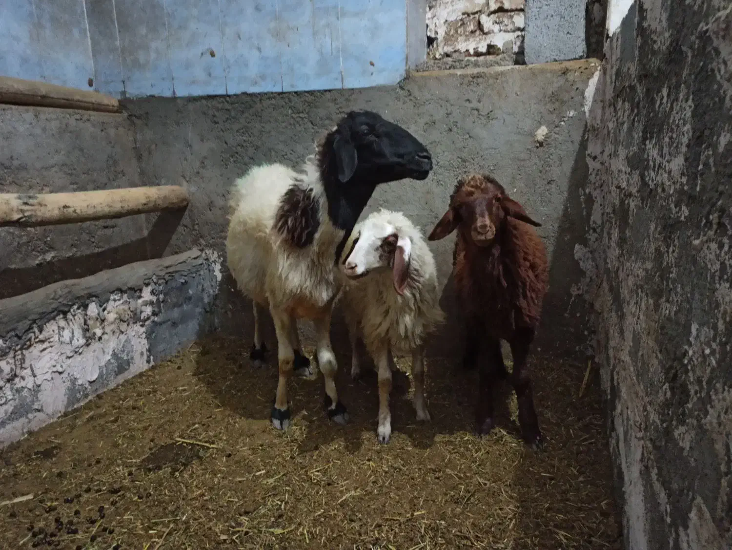 میش وبره|حیوانات مزرعه|بیلوار, |دیوار