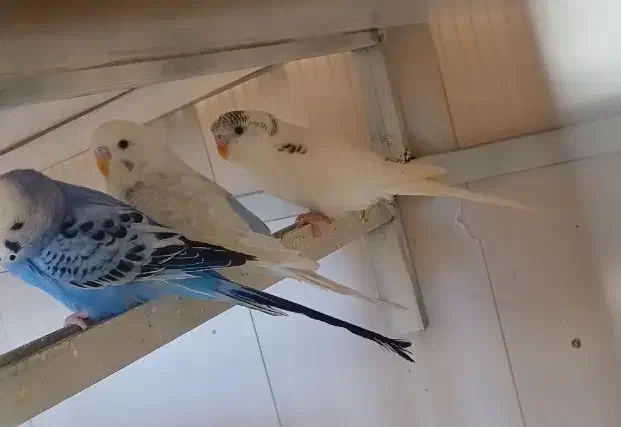 پرنده|پرنده|سراب, |دیوار