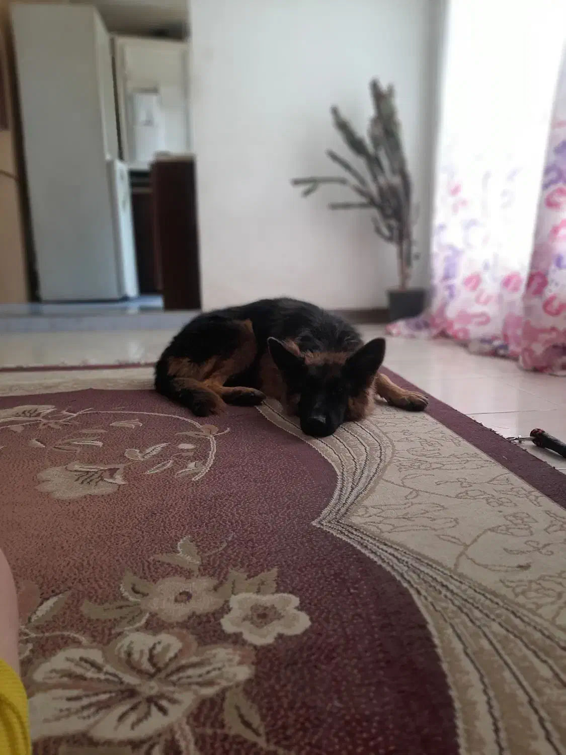 سگ ژرمن شیپر|سگ|هشتگرد, مدرس|دیوار