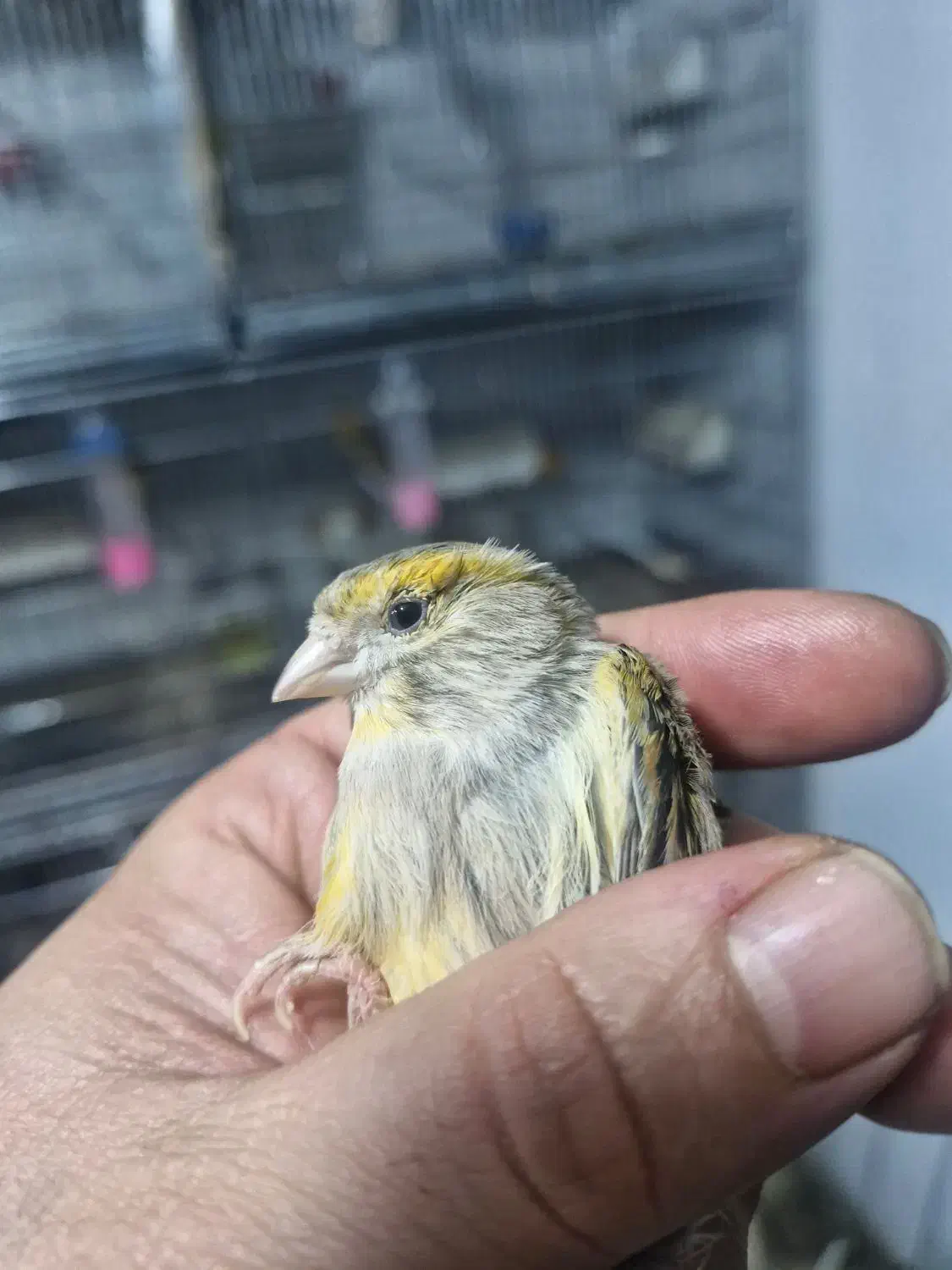 قناری ماده اوپال آماده آماده|پرنده|تهران, سردارجنگل|دیوار