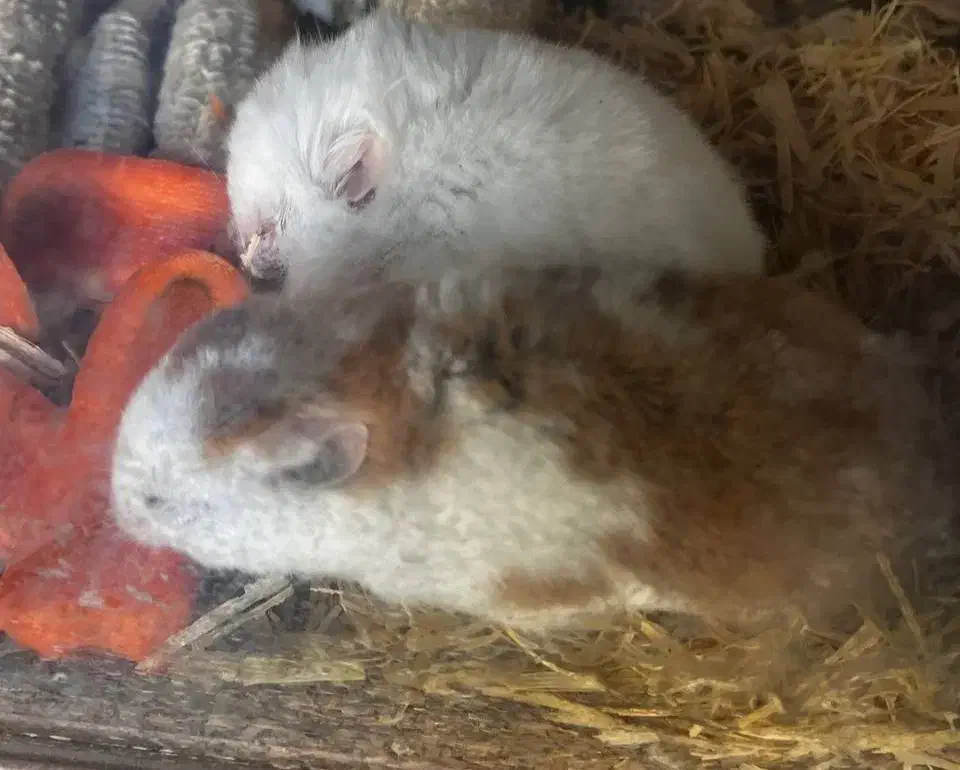 همستر های سوری ماده|موش و خرگوش|قم, شهرک قدس|دیوار