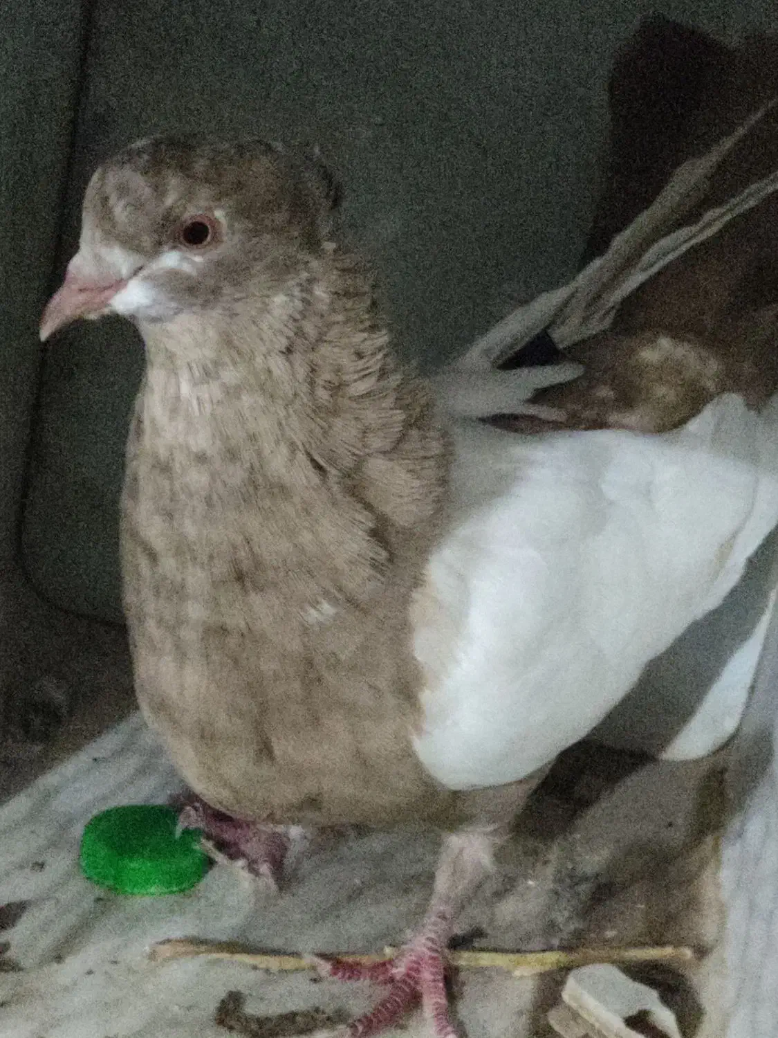سینه ای|پرنده|باشت, |دیوار